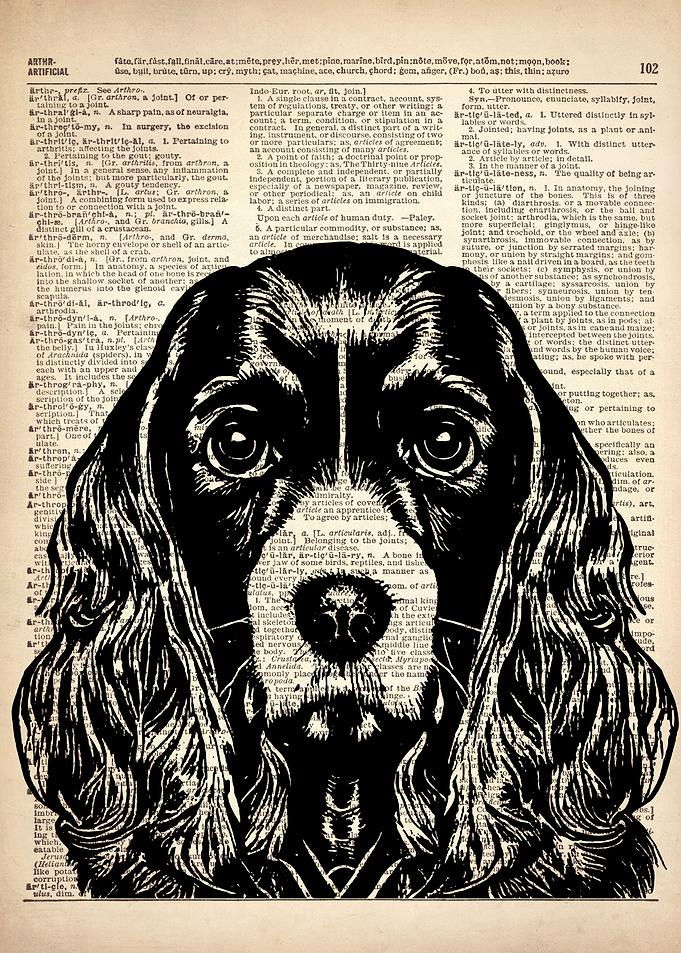 Cocker DOG ILLUSTRATION