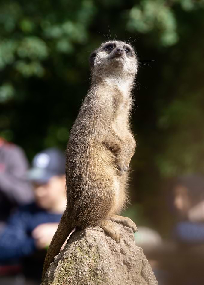 Meerkat