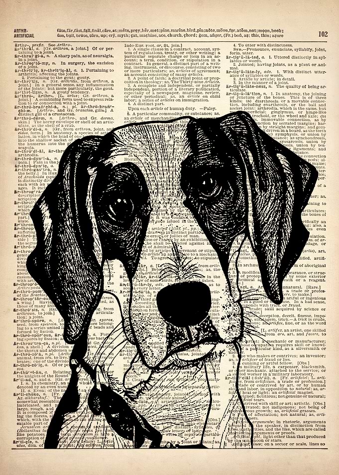 American Fox hound DOG