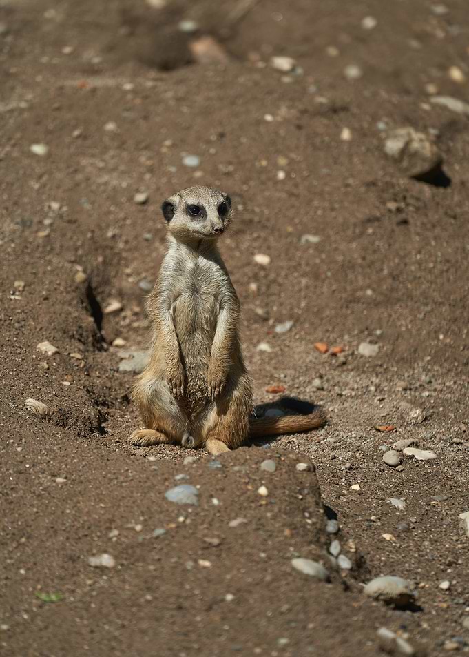 Meerkat