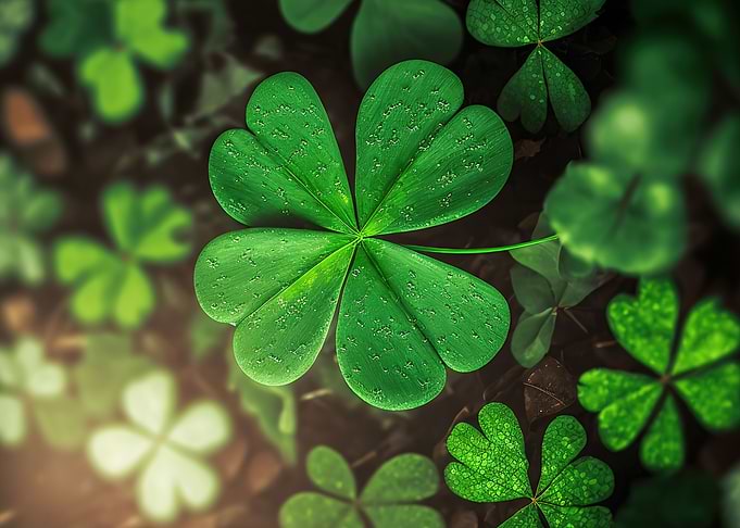 Four Leaf Clover