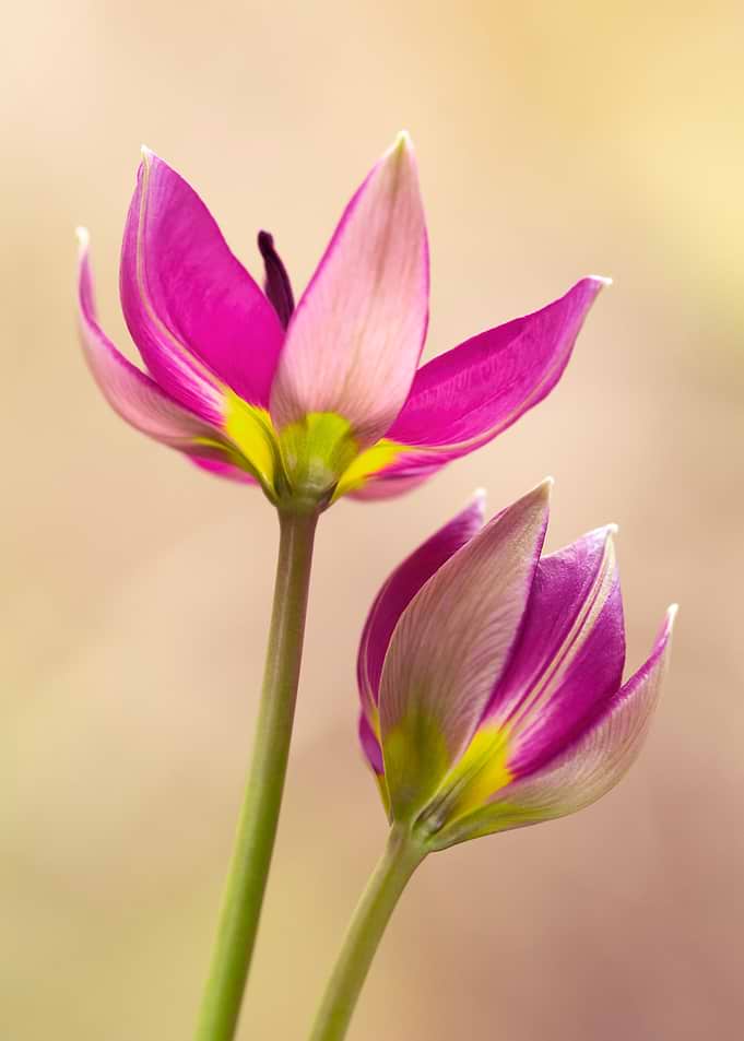 Botanical Tulips