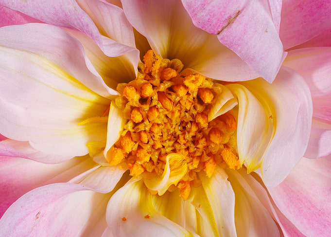 Macro of a dahlia flower