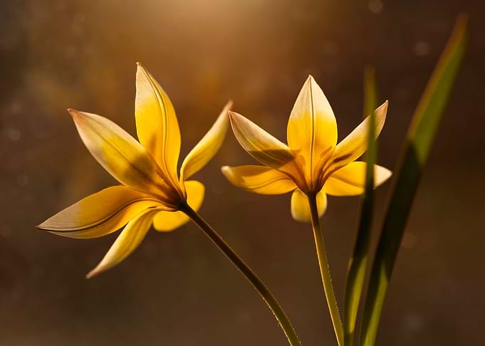 Yellow Tulips
