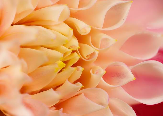 Macro of a dahlia flower