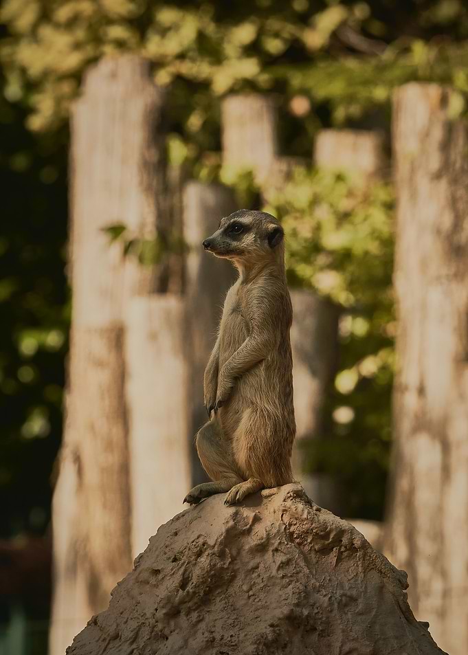 Meerkat