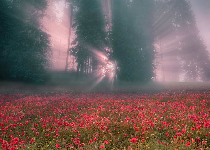 Beautiful field