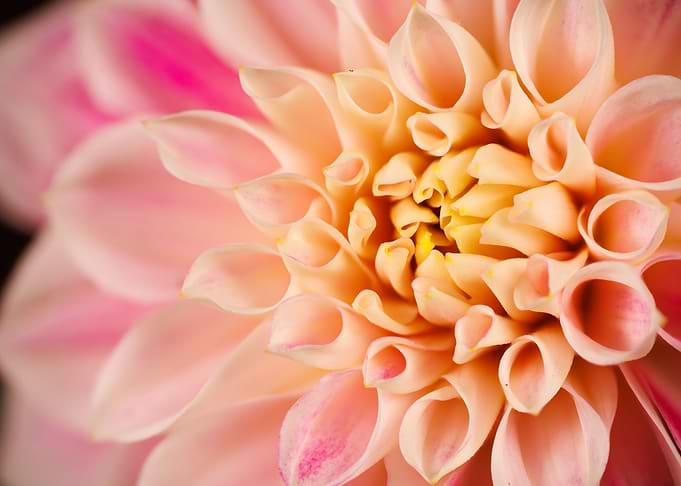 Macro of a dahlia flower