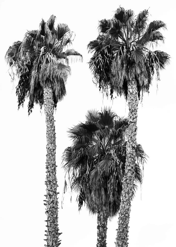 Palm Trees 4a