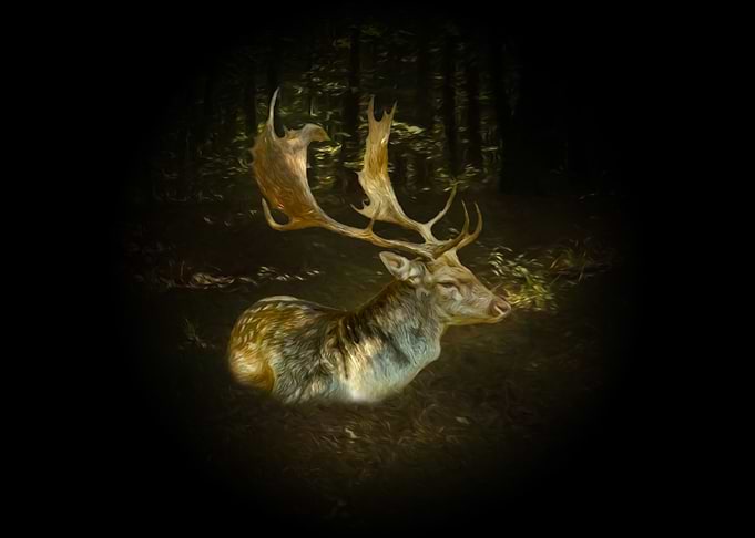 Fallow deer
