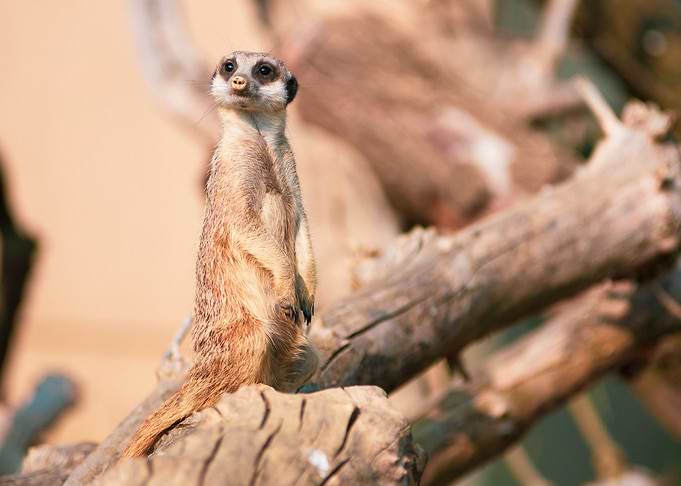 Meerkat