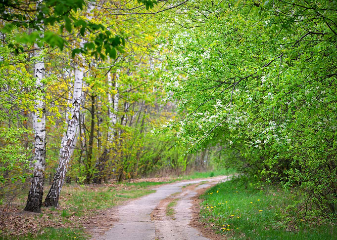 Spring alley, tree, travel