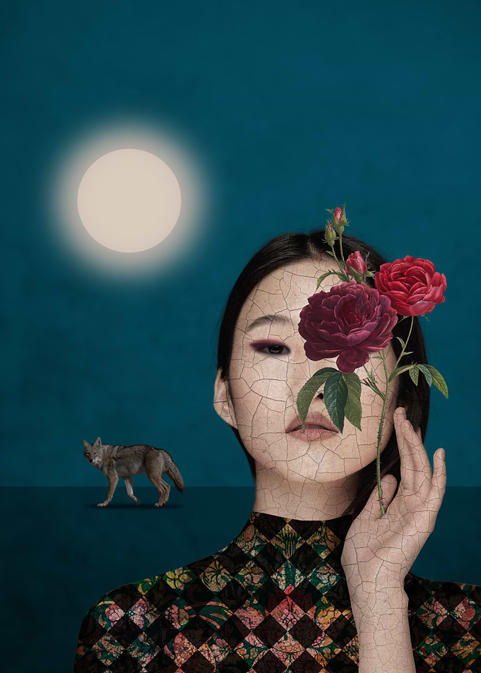Midnight Rose