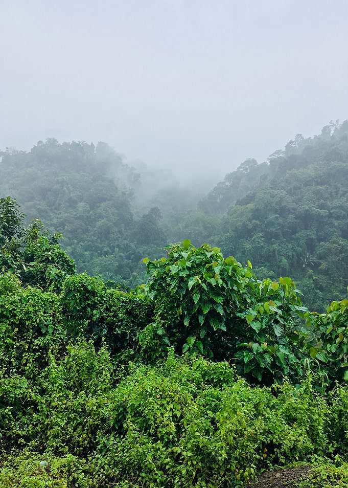 Forest View