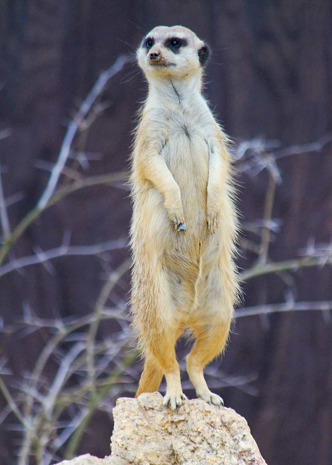 Meerkat