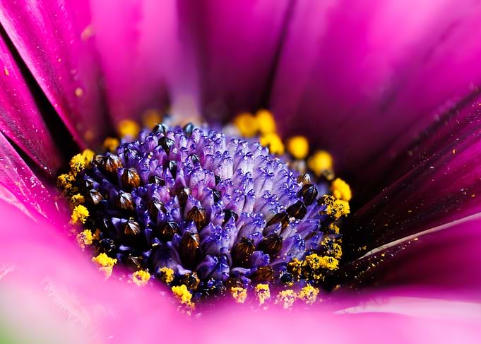 Macro of a Cape daisy