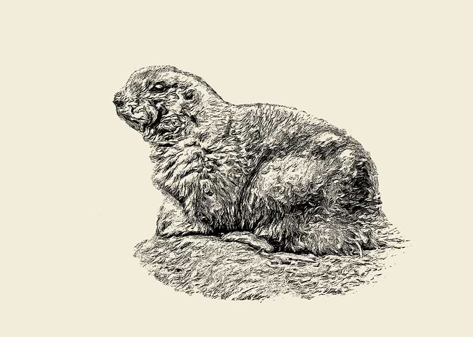 Prairie dog