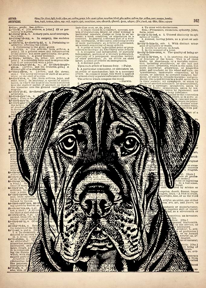Boerboels dog art