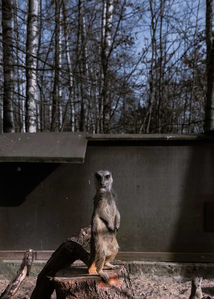Meerkat