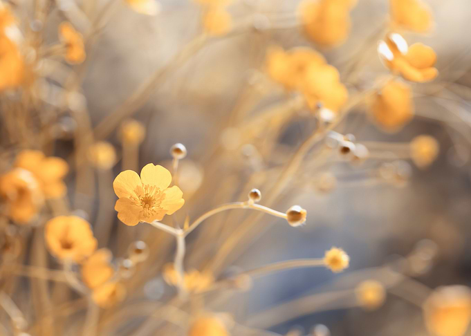 Yellow flowers on meadow