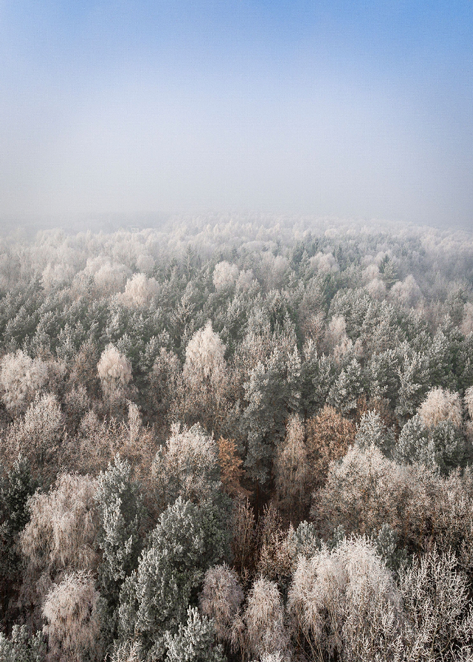 Forest Tree View