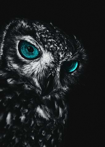 owl Pearl eye