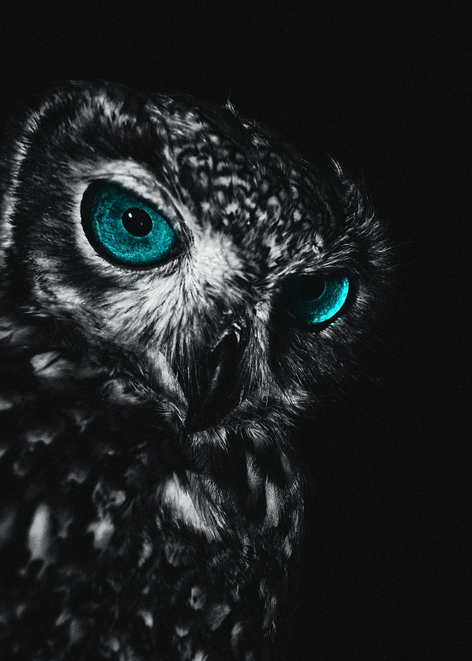 owl Pearl eye