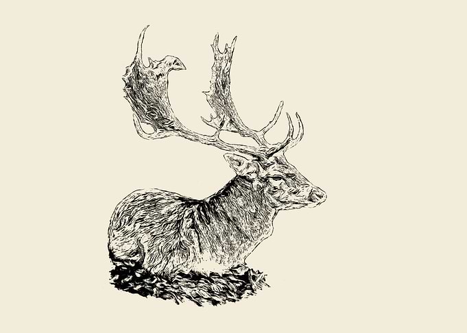 Fallow deer