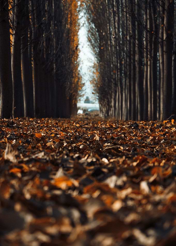 Forest Tree