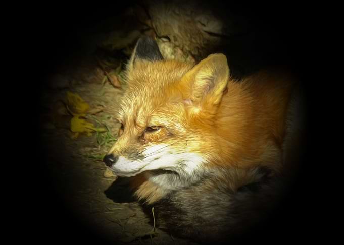 Red fox