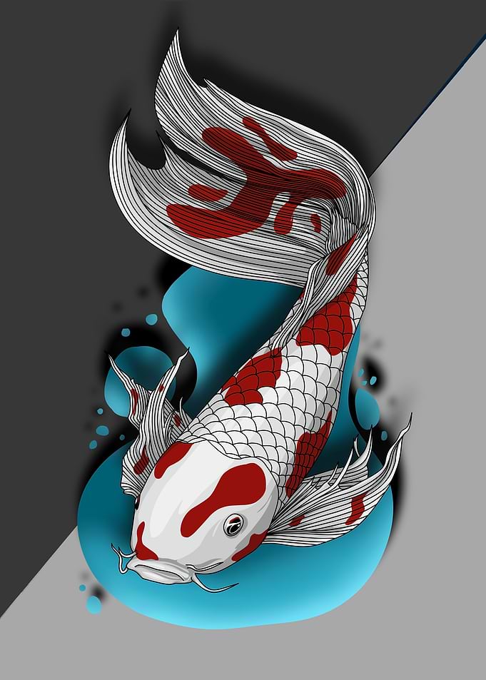 koi fish