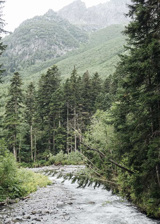 Forest View