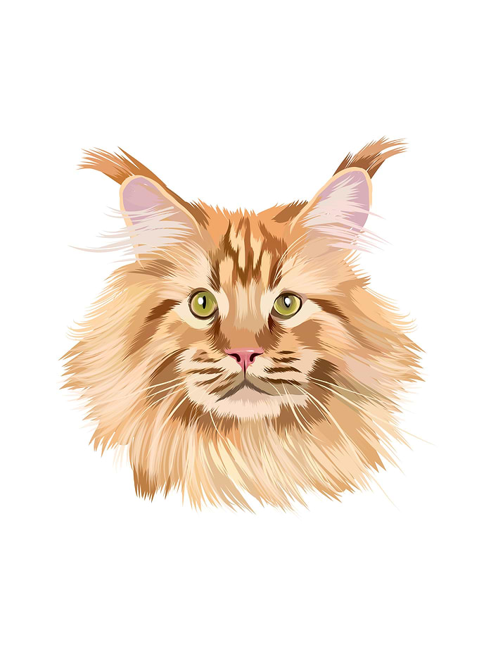Beautiful red maine coon
