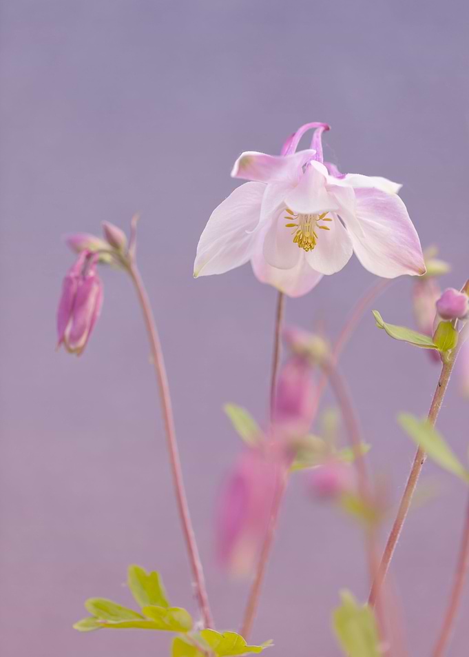 Spring pink flower, garden