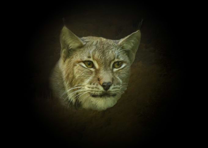 Lynx portrait