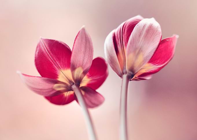 Red Tulips