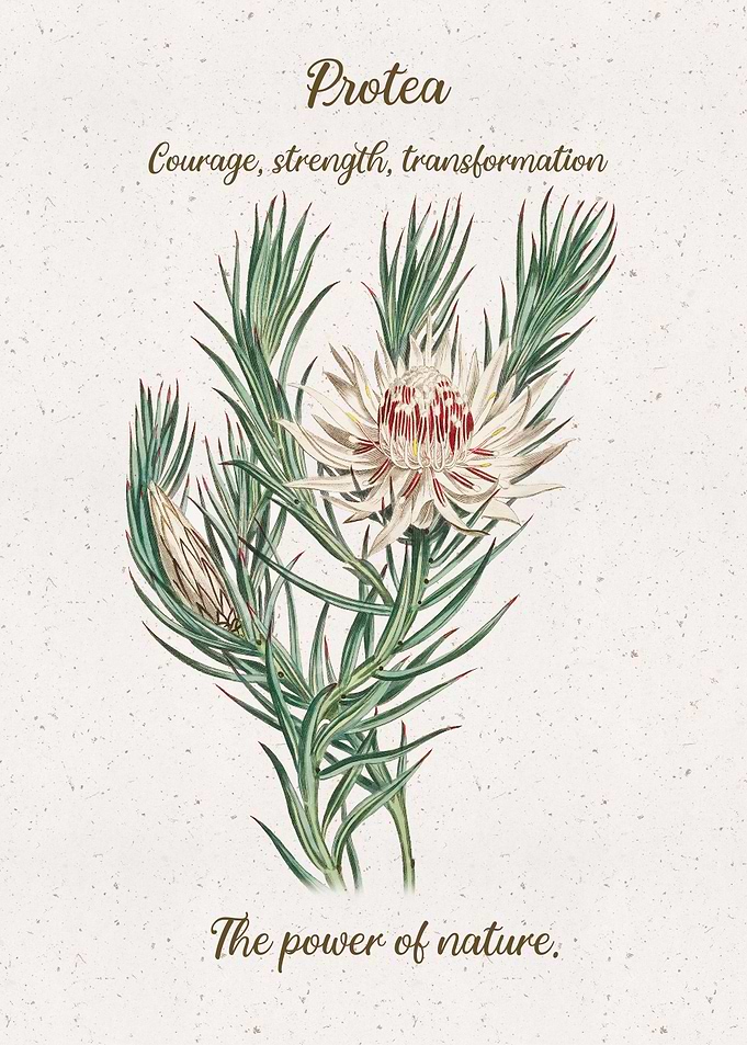Protea Flower Language