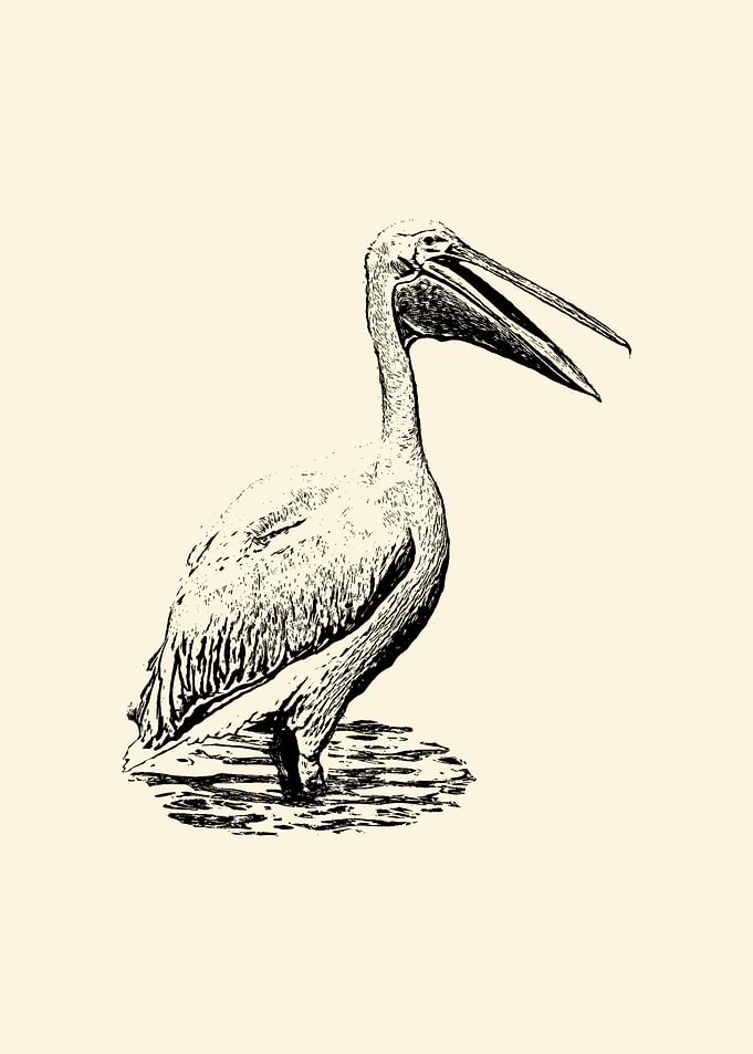 Pelican