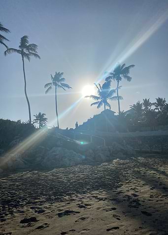 Sand Palm Tropical Beach