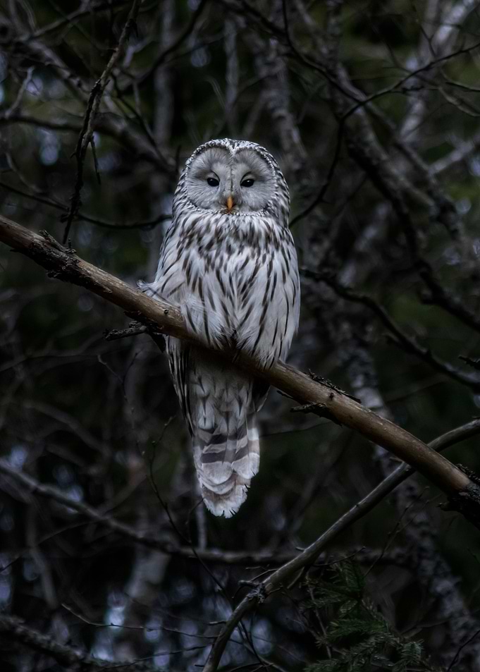 Cute Owl