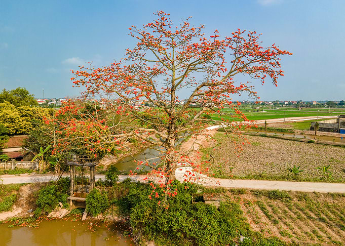Nice Bombax ceiba tree