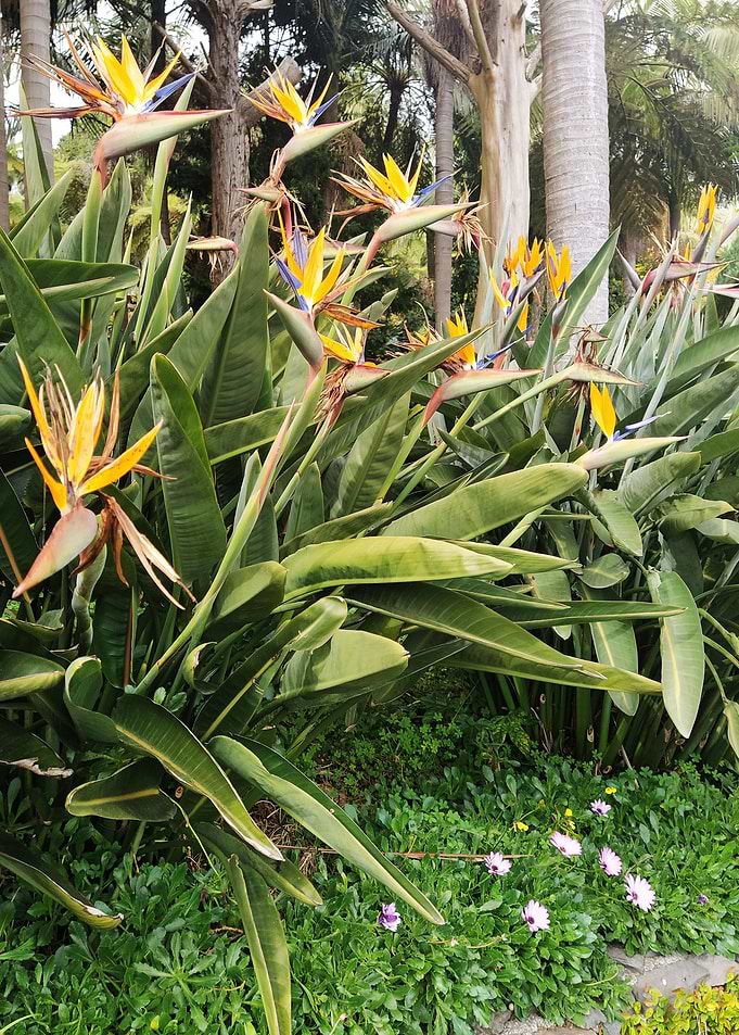 Strelitzia and Palms