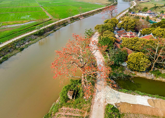 Blooming bombax ceiba