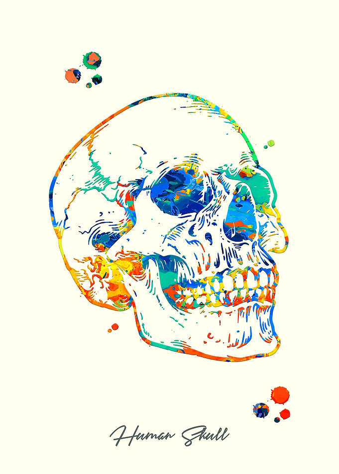 Human Skull