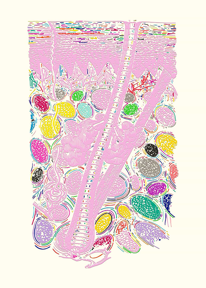 Skin Anatomy