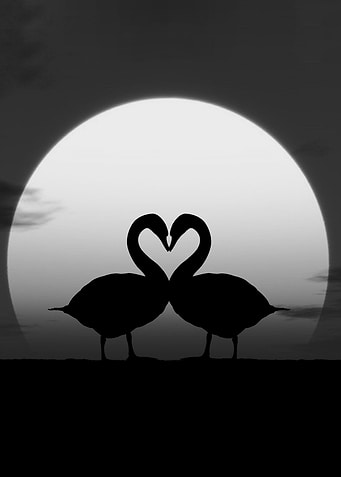couple goose love black an