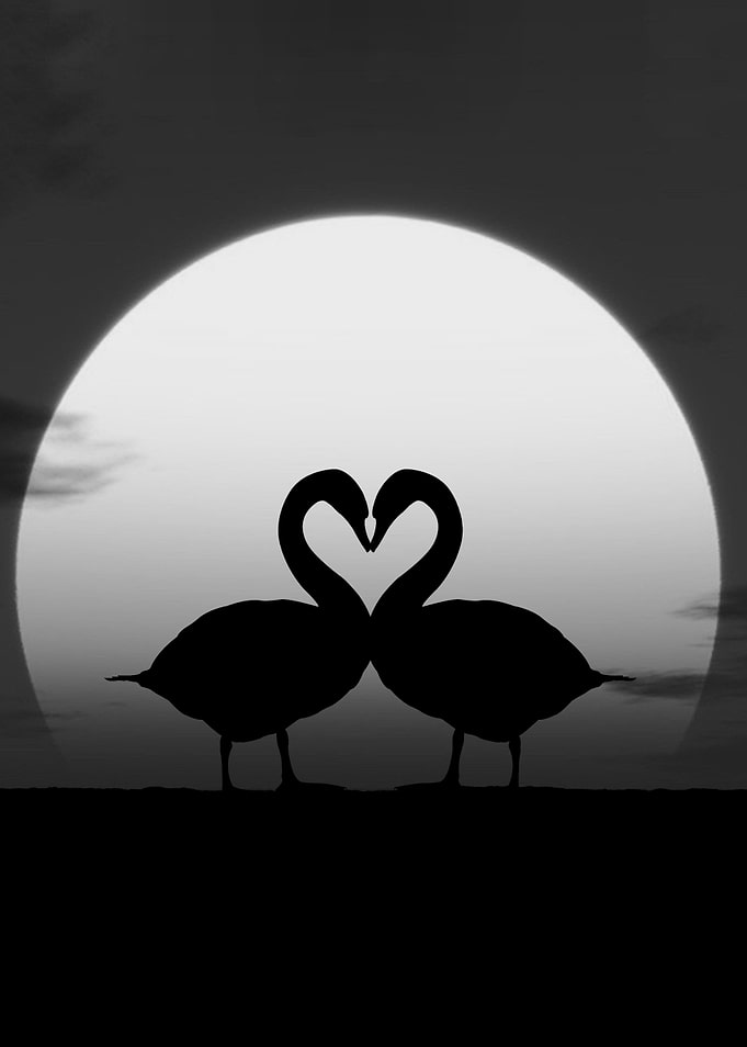 couple goose love black an
