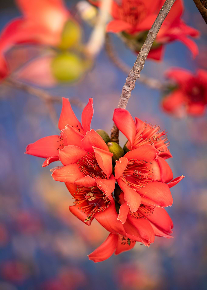 Bombax ceiba blossoms