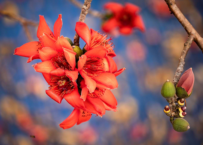 Bombax ceiba blossoms