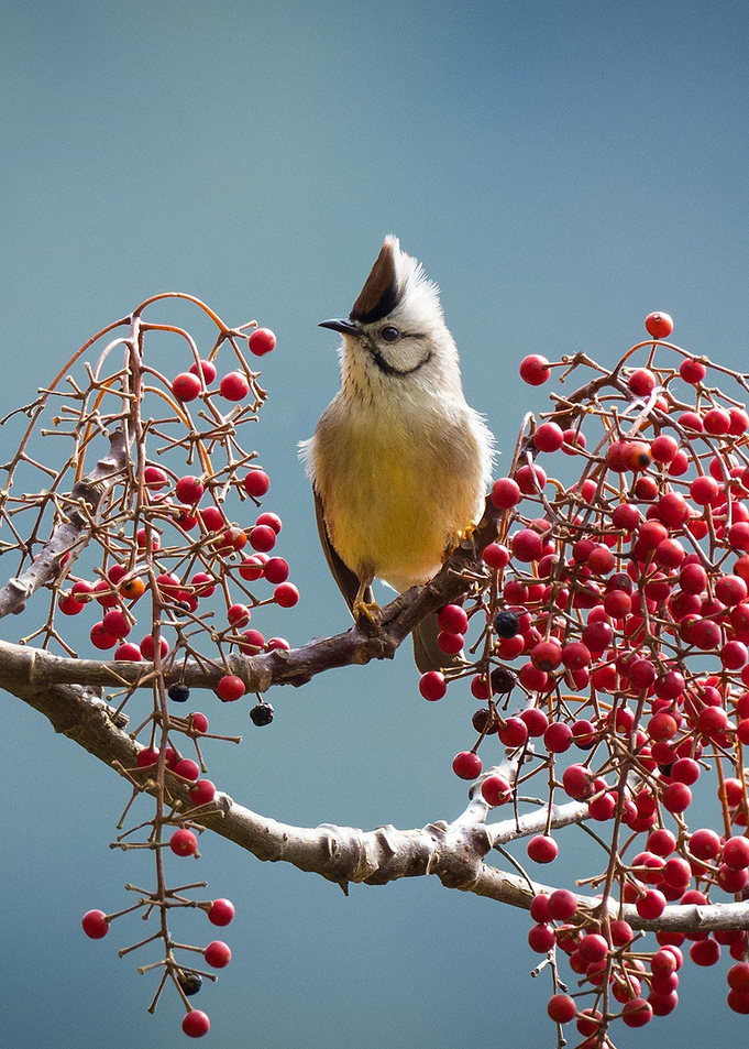 Cute little bird